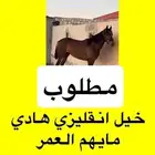 مطلوب حصان انقليزي هادي