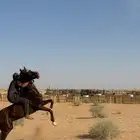 حصان