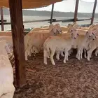 حريات طليان حري تيوس جفار تيس جفره عارضيات عارضي