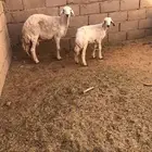 حريه