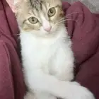 بسه للتبني قطه