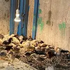 فروخ دجاج