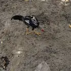 دجاج هندي على بكستاني