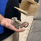 السنجاب شوقر قلايدر