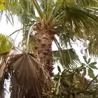 نخل واشنطوني