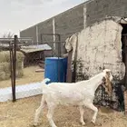 عنز حايل