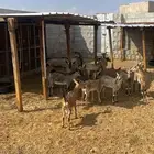 غنم هجين من قحوم جبليه