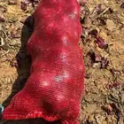 بصل احمر للبيع انتاج جديد