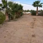 نخل الزينه الطول من 3 الي 5 متر