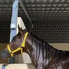 حصان واهو والبيع شعبي