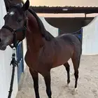 حصان شعبي خط جمال