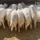 خرفان جذعان مشروطه يوجد ذبح وتوصيل