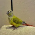 كنيور طفره الليف ( نوادر )