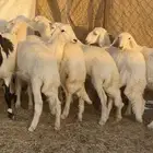 رخال حرش كفو