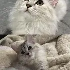 قطه شيرازيه للبيع