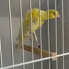 كناري جوسوب كوبرا مستوى خورافي وتغريد شرطط حريقه.