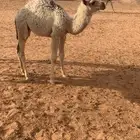للبيع حوار