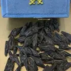 عوده