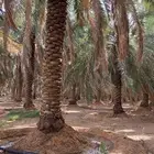نخل