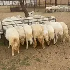 ضان دفع كفو