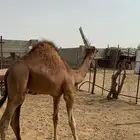 حاشي تم البيع