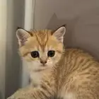 قطط قولد ستريت