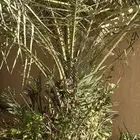 نخل سكري مع فروخها