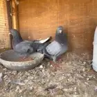 قطايف توب التوب