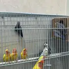 روز