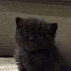 قطط شيرازي