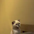 بسه للبيع