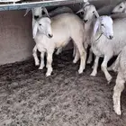 طليان حريه