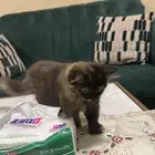 قطه للتبني مجانا