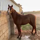 حصان شعبي للبيع