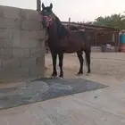 بوني فحل
