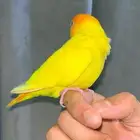 روز اليف