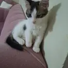 قط للتبني
