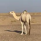 بكره حقه ضريبه طيبه