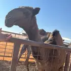 مفروده للبيع