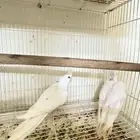 جوز كروان منتج ((( تم البيع خارج الموقع)))