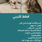 قطط كتن للتبني