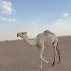 قعود رماني