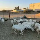 غنم ضان ومعزا كفو ولد