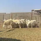 حريات جذعات طيبات