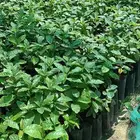 بن خولاني درجه اولى لبيع