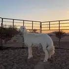 مشروع فحل صنف الصنف ابوه ولد الفيتو من حلال صالح زويد