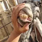 سلام عليكم ورحمة الله وبركاته