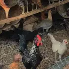 دجاج فواتح