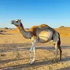 ناقه بنت غزيلان للبيع