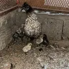 دجاجه حبحب مع 10 فروخ